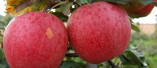 Apples