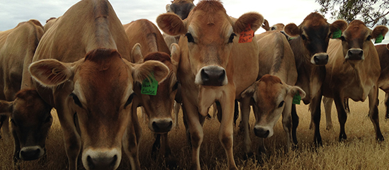 Jersey heifers