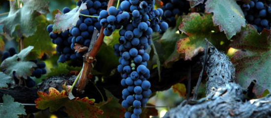 An observed trend over the past 60 years reveals progressively earlier maturation dates for Shiraz grapes grown in Central Victoria.